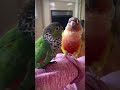 Cute conure parrots talking to each other