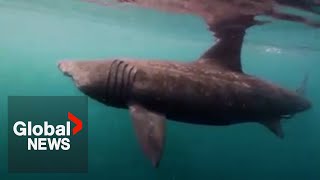 Basking shark spotted off BC coast, expert says sighting is like seeing a \