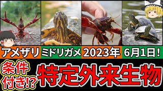 【ゆっくり解説】”条件付き”とは！？6月から変わる！アメリカザリガニとミドリガメの取り扱いに注意！