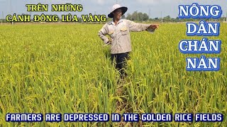 NÔNG DÂN CHÁN NẢN TRÊN NHỮNG CÁNH ĐÔNG LÚA| FARMERS ARE DEPRESSED IN THE RICE FIE| Giải Trí Miền Tây