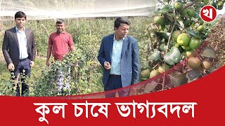 কুল চাষ করে ভাগ্যের পরিবর্তন ঘটিয়েছে হাতিয়ার কৃষকরা