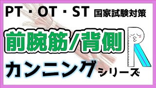 【コレしか勝たん】前腕の筋肉の覚え方　解剖学　リハビリ国家試験対策　理学療法士　作業療法士