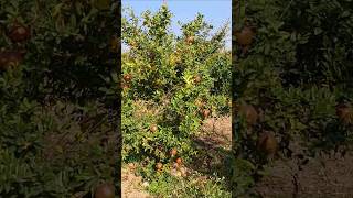 #fruit 25 January 2025 pomegranate crop