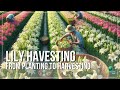 Amazing Lily Farming: From Planting to Harvesting Perfect Blooms