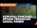 2 Jurus Kementan Selamatkan Petani Hadapi Kemarau Panjang