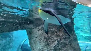 旭山動物園　泳ぐキングペンギン / King Penguin in Asahiyama Zoo.