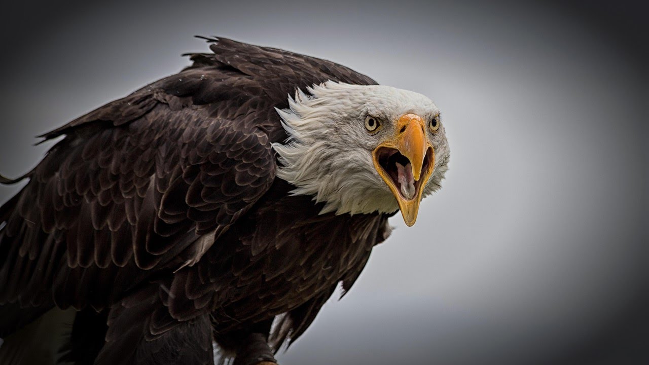 The Apex Predator That Roams The Skies | Bald Eagles - YouTube