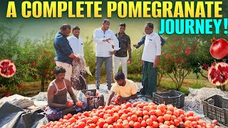 A complete Pomogranate journey!!!#pomogranate #horticulture #jilan #success