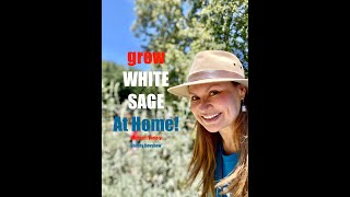 WHITE SAGE PLANT: Compact Variety for You Garden (Salvia apiana 'Compacta') Shirley Bovshow #shorts