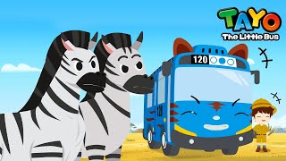 The Coolest Animal in the meadow! Zebra l Safari Bus Tayo l Learn Animals with Tayo & Vehicles