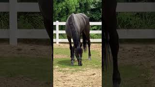 【2024.07.21】ハオ号🐴　肥育場から救えた馬　放牧で満喫🌳🐴🌳🐴