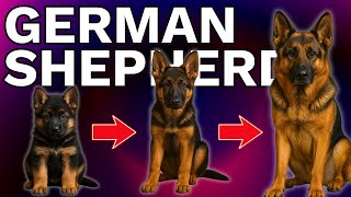 German Shepherd Training Blueprint: From Chaos to Control in 12 Months