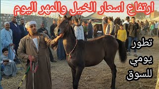 ارتفاع كبير باسعار الخيل الفلسطيني الابيض في اسمر وتطور كبير بسوق الخيل اليوم ٢٠٢٤/١٠/٢٢ بالزقازيق