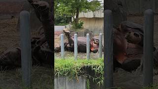 セラくんの裏側🤣気合いの一声💨起きた #インドサイ#東山動植物園