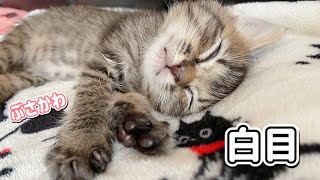 子猫は白目で寝ててもかわいい♪【保護猫】