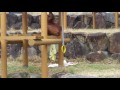 多摩動物公園オランウータン✨ミンちゃんの布を横取りキキ♪