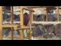 多摩動物公園オランウータン✨ミンちゃんの布を横取りキキ♪