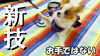 ピクニック中にパピヨンの子犬が可愛いことをしていました