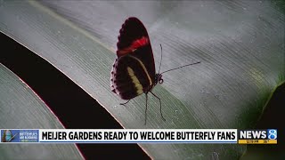 Thousands take flight for 30th Butterflies Are Blooming