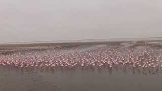 Flamants roses