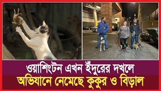 ওয়াশিংটন এখন ইঁদুরের দখলে, অভিযানে নেমেছে কুকুর ও বিড়াল। 7 Colors tv.