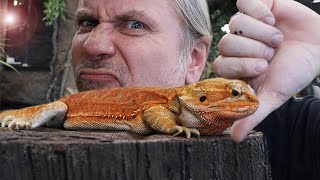 BEARDED DRAGONS MAKE HORRIBLE PETS!! I'LL TELL YOU WHY!! | BRIAN BARCZYK