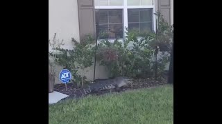 WATCH: Florida man captures gator using trash bin