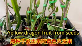 用种子发岀来的黃色火龙果Yellow dragon fruit from seeds #yellowdragonfruit #dragonfruit #火龙果