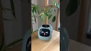 I get notifications when hes thirsty 🥰🪴 #planter #plants #cuteplanter #plantlover #viral