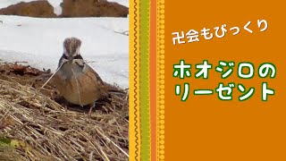 ホオジロにも冠羽があります