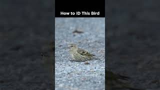 Can you identify this streaky bird?