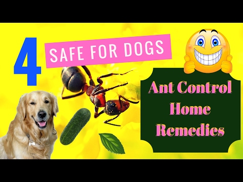 4 Safe for Dogs Ant Control Home Remedies 4 Safe for Dogs Ant Control Home Remedies