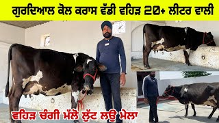 ਗੁਰਦਿਆਲ ਕੋਲ ਕਰਾਸ ਵੱਡੀ ਵਹਿੜ 20+ ਲੀਟਰ ਵਾਲੀ। ਲੁੱਟ ਲਉ ਮੇਲਾ। ਪਿੰਡ ਰੱਤੋਕੇ। ਤਰਨਤਾਰਨ