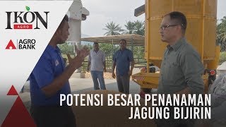 Ikon Agro: Potensi Besar Penanaman Jagung Bijirin