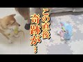 歌うと踊るおもちゃの前で歌ったら、柴犬も歌い出しました