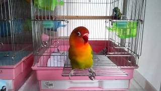 ボタンインコ「メイ」鳴くと、頭がブルブルしちゃう＾＾；