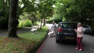 Swan Attacks Woman