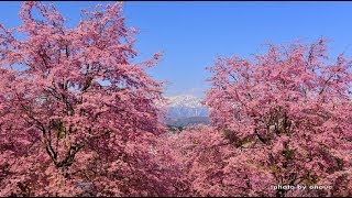 北信濃お勧め桜めぐり・4K