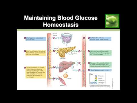 How The Body Regulates Blood Sugar/Glucose - YouTube