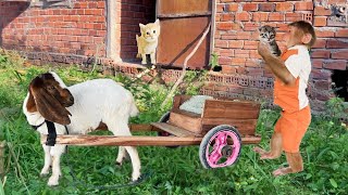 Cutis takes goat to rescue poor kittens