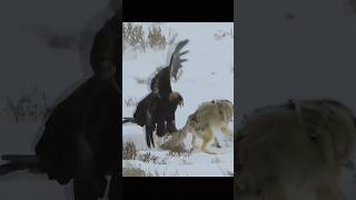 The Wolf vs. the Eagle: Who Will Prevail?