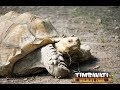 Reptilian Encounter at Timbavati Wildlife Park Wisconsin Dells Zoo