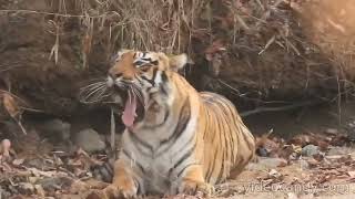 Tigress Madhu @ Tadoba (Dewada-Adegaon buffer zone)