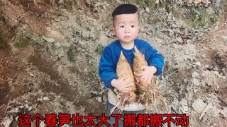 阿文带小胖到朋友山上挖春这笋也太大了搬都搬不动