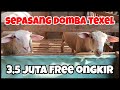 HARGA PAKET BREEDING DOMBA TEXEL 3,5 JUTA FREE ONGKIR DI KURAWA FARM KEDIRI