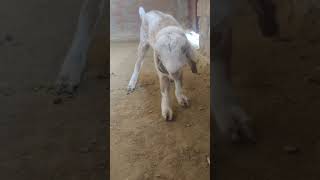 goat baby 😍 #goat #ytshorts #shorts #youtubeshorts