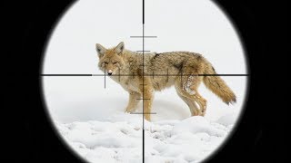 EPIC Coyote Hunting in the SNOW!!! (SCOPE CAM)