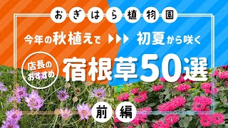 【おぎはら植物園のプロ直伝】秋植え！パフォーマンス抜群の夏咲き宿根草 前編21選！店長オススメ夏咲き宿根草50選の前編！秋のガーデニング ！あしかがフラワーパーク・代々木公園・中之条ガーデンズ