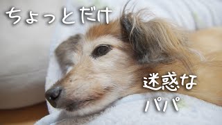 【18歳と15歳老犬カニンヘンダックスVlog】ボクのジャマをするパパ。あんまり構わないで。っていう顔