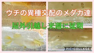 ふじやんメダカ　屋外引越し来週に延期　ウチの異種交配のメダカ達